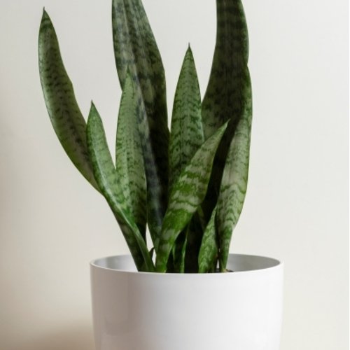 Sansevieria zeylanica 1