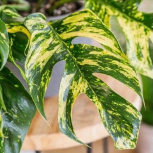 Epipremnum pinnatum Cintho Goldfinger