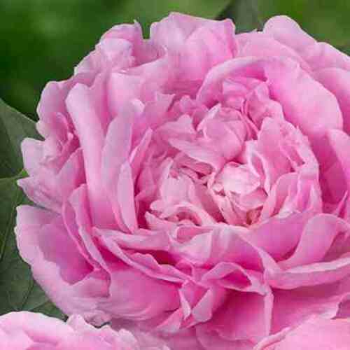 Bijūnas Dinner Plate