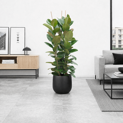 Ficus elastica Robusta, 100 cm