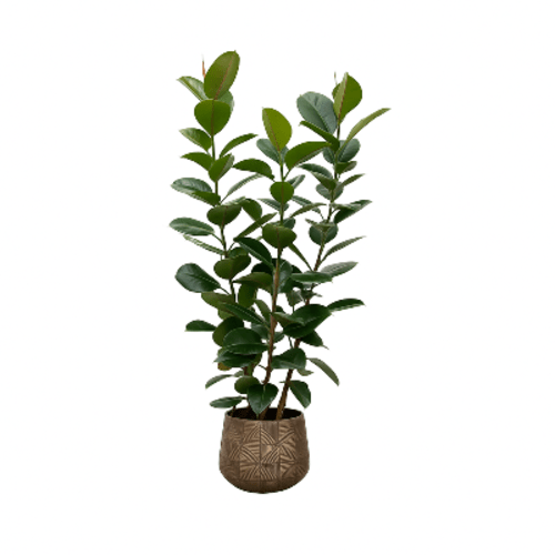 Ficus elastica Robusta, 100 cm