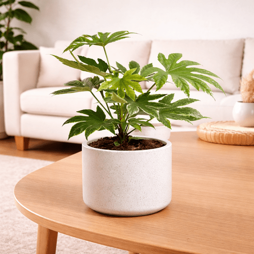 Fatsia (Japanese Aralia)