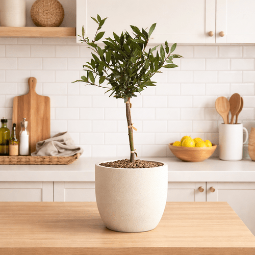 Laurus nobilis ant koto