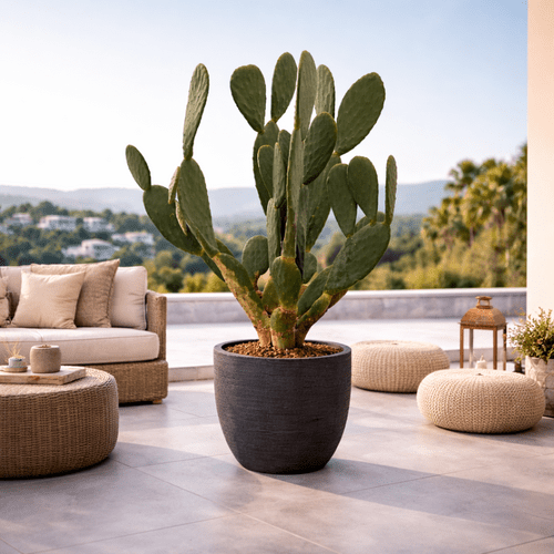 Cactus Opuntia, 120 cm