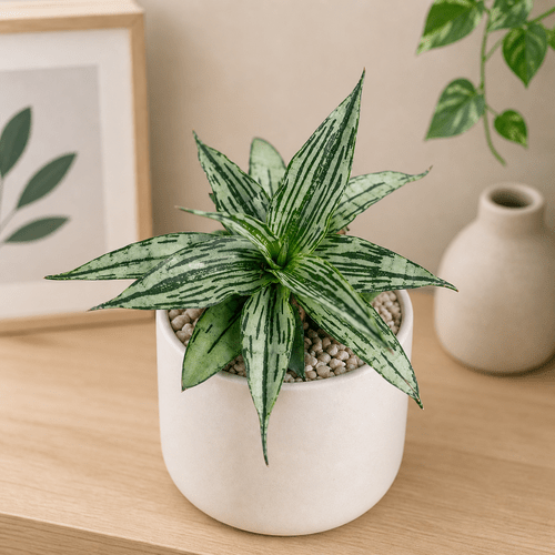 Sansevieria hybrid Bianca
