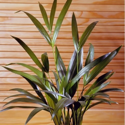 Chrysolidocarpus lutescens