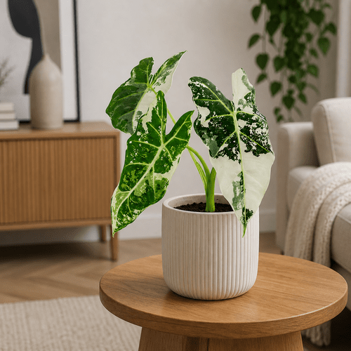 Alocasia micholitziana Frydek Variegata