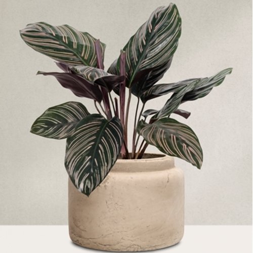 Calathea ornata Sanderiana
