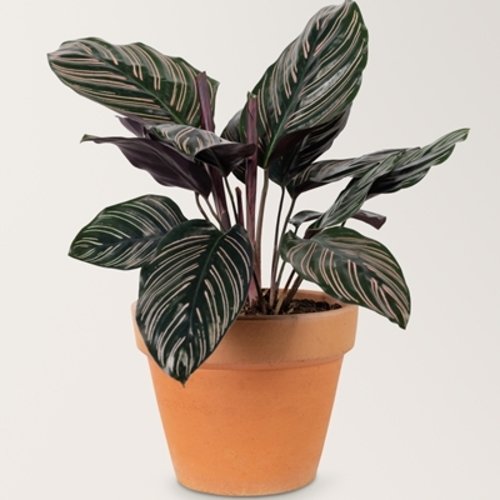 Calathea ornata Sanderiana 1