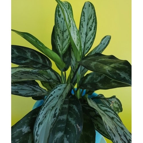 Aglaonema Maria Christina