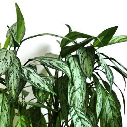 Aglaonema Maria Christina