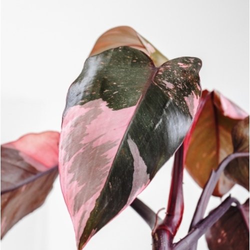 Philodendron erubescens Pink Princess 1