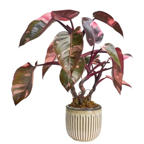 Philodendron erubescens Pink Princess