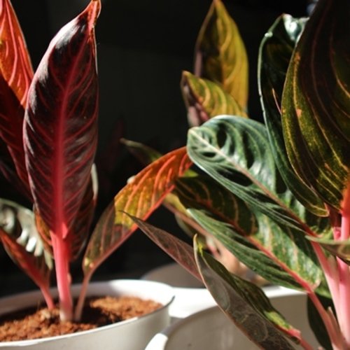 Aglaonema Pride of Sumatra