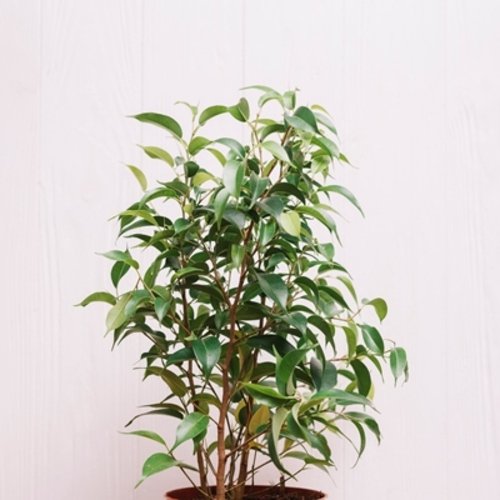 Ficus benjamina Green kinky