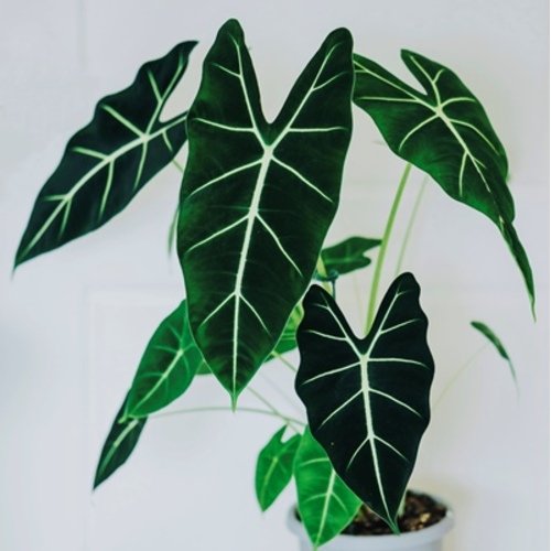 Alocasia micholitziana Frydek