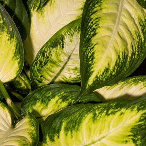Dieffenbachia Cool Beauty 2