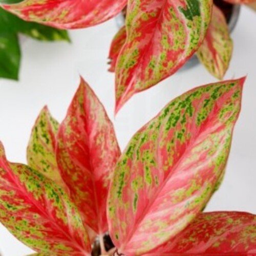 Aglaonema Angel Heart