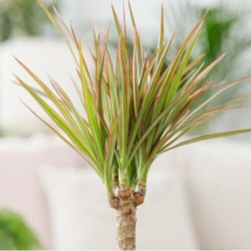 Dracaena marginata Bicolor