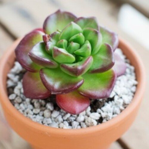 Echeveria multicaulis