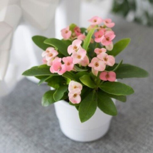 Euphorbia milii Cotton Candy