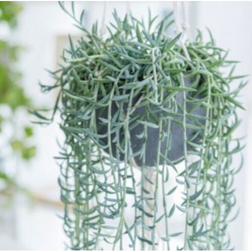 Senecio radicans Fishhook