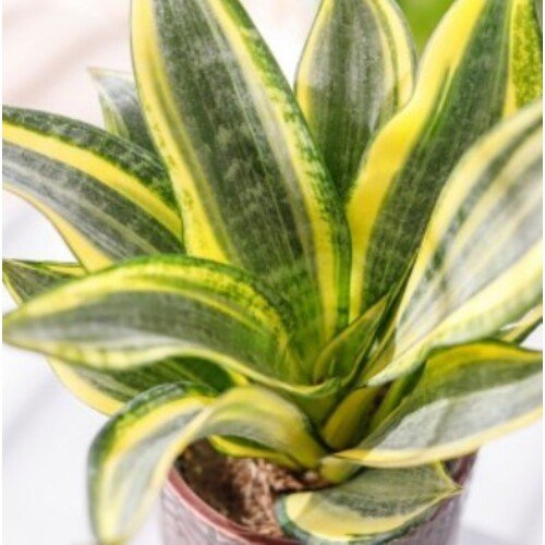 Sansevieria trifasciata Hi Color
