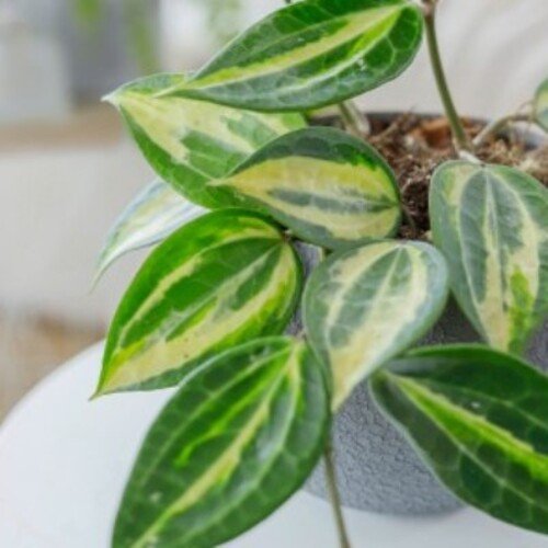 Hoya macrophylla Pot Of Gold