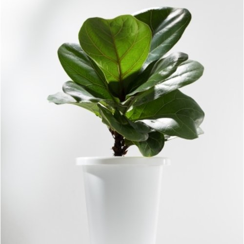 Ficus lyrata Bambino 1