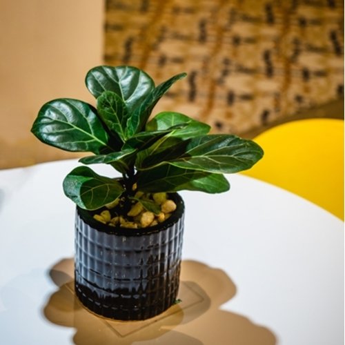 Ficus lyrata Bambino