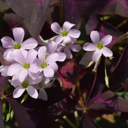 Oxalis triangularis 