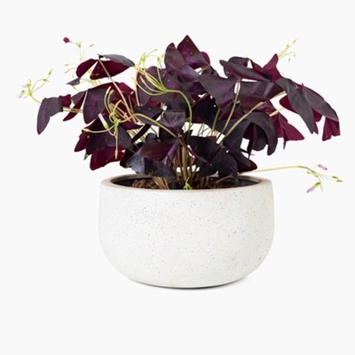 Oxalis triangularis 