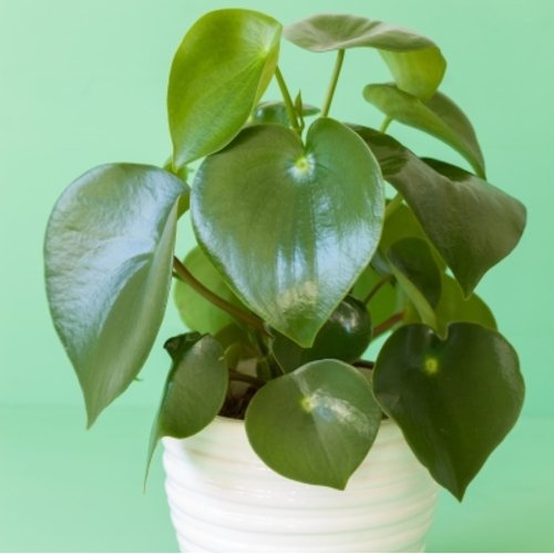 Peperomia Raindrop