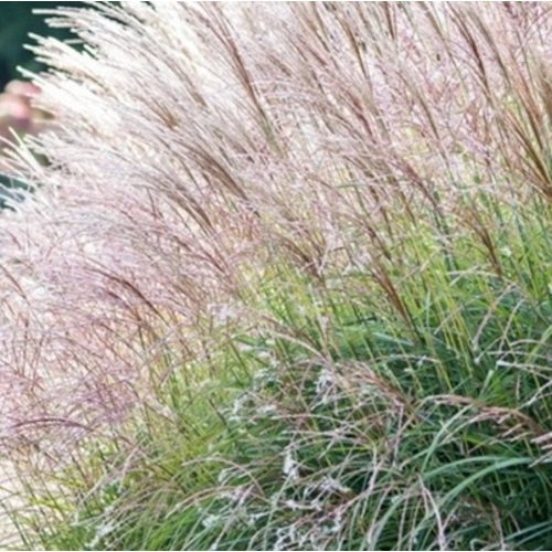 Miskantas kininis David