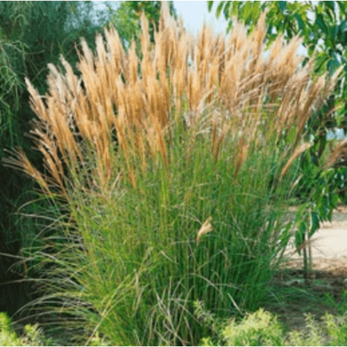 Miskantas kininis Silberspinne