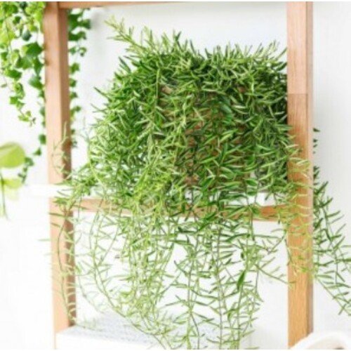 Aeschynanthus Green Star