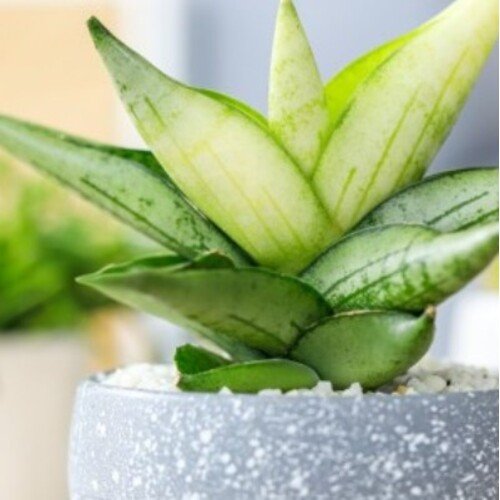 Sansevieria Yellow Tip