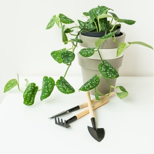 Scindapsus pictus Silver Ann