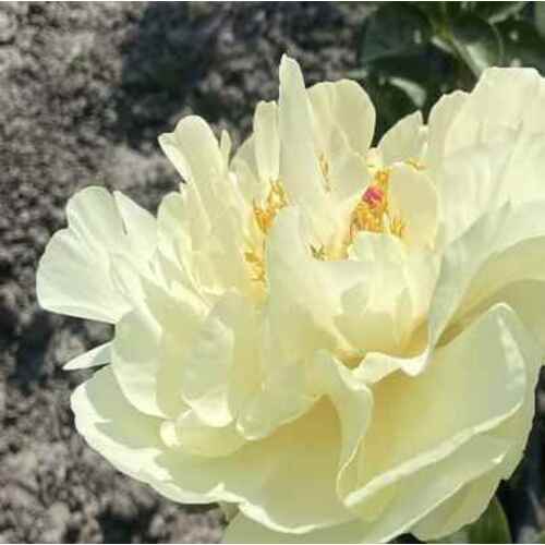 Bijūnas Early Sensation