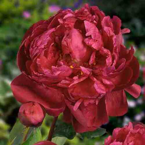 Bijūnas Red Sarah Bernhardt