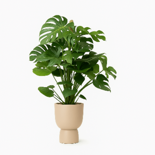 Monstera deliciosa, 100 cm
