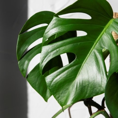 Monstera deliciosa, 100 cm 1