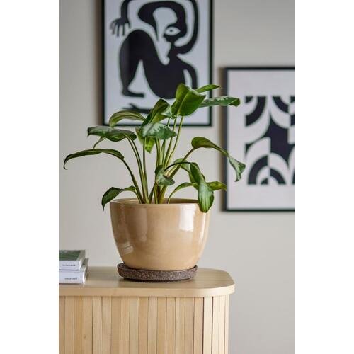 Vazonas su lėkštele 1