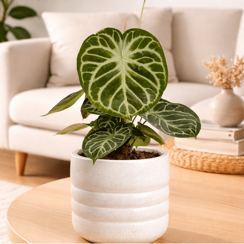 Anthurium Silver Blush