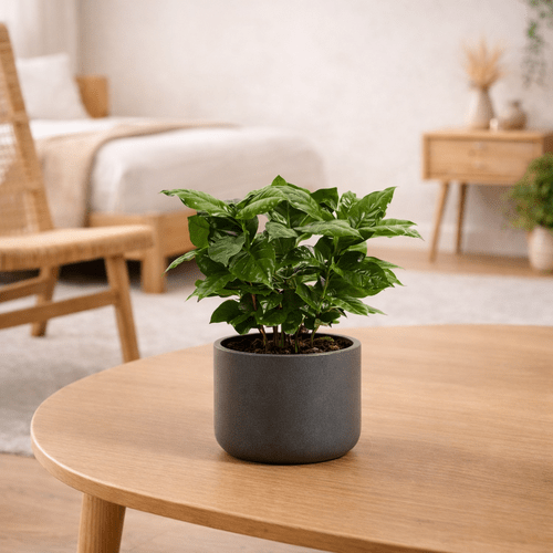 Coffea (Coffee plant)