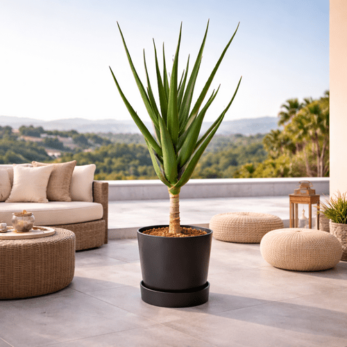 Aloe Alborescens ant koto, 180 cm