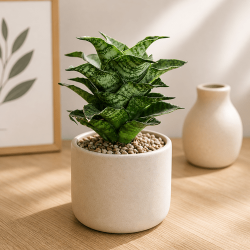 Sansevieria Mahanakorn