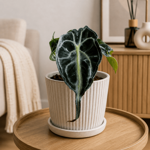 Alocasia Venom