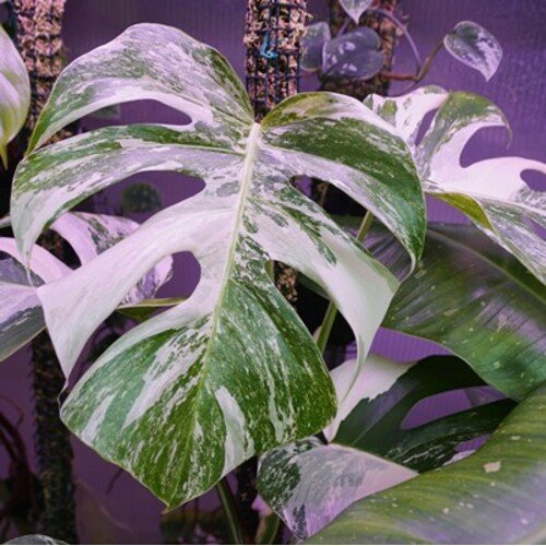 Monstera deliciosa Variegata 2