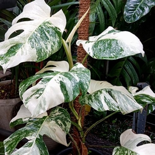 Monstera deliciosa Variegata